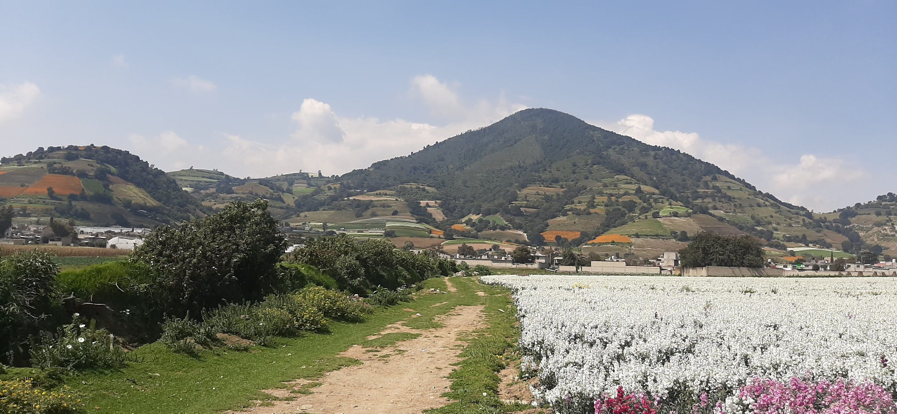 1698086890 655 Los productores de flor de temporada en San Francisco Putla