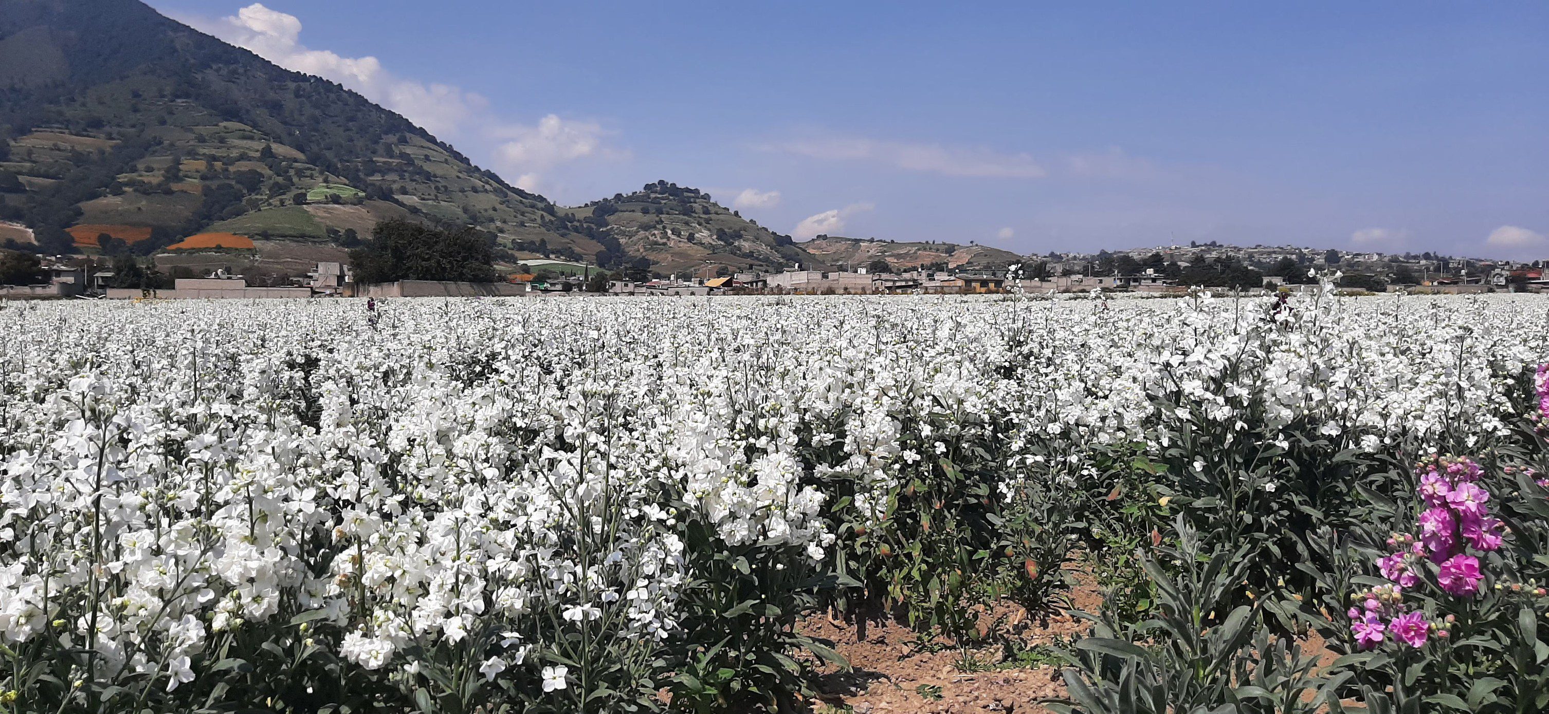 1698086902 199 Los productores de flor de temporada en San Francisco Putla