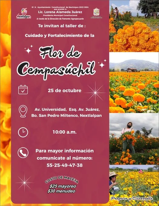 1698092188 La flor de cempasuchil se ha convertido en un jpg