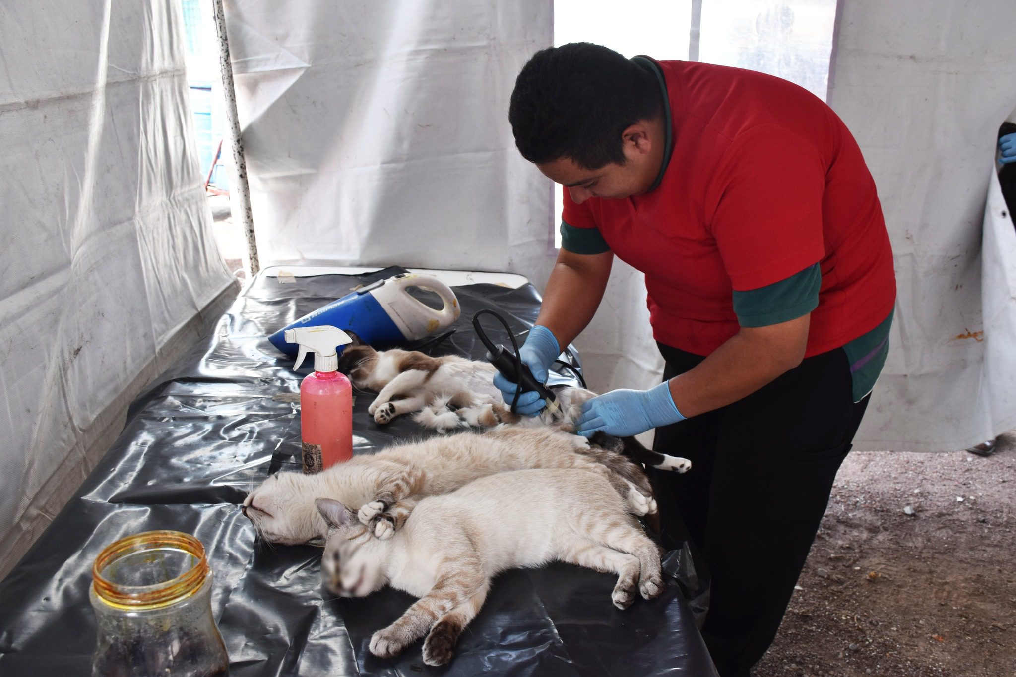 1698180435 417 Con gran exito concluyo la Jornada de Esterilizacion Gratuita en