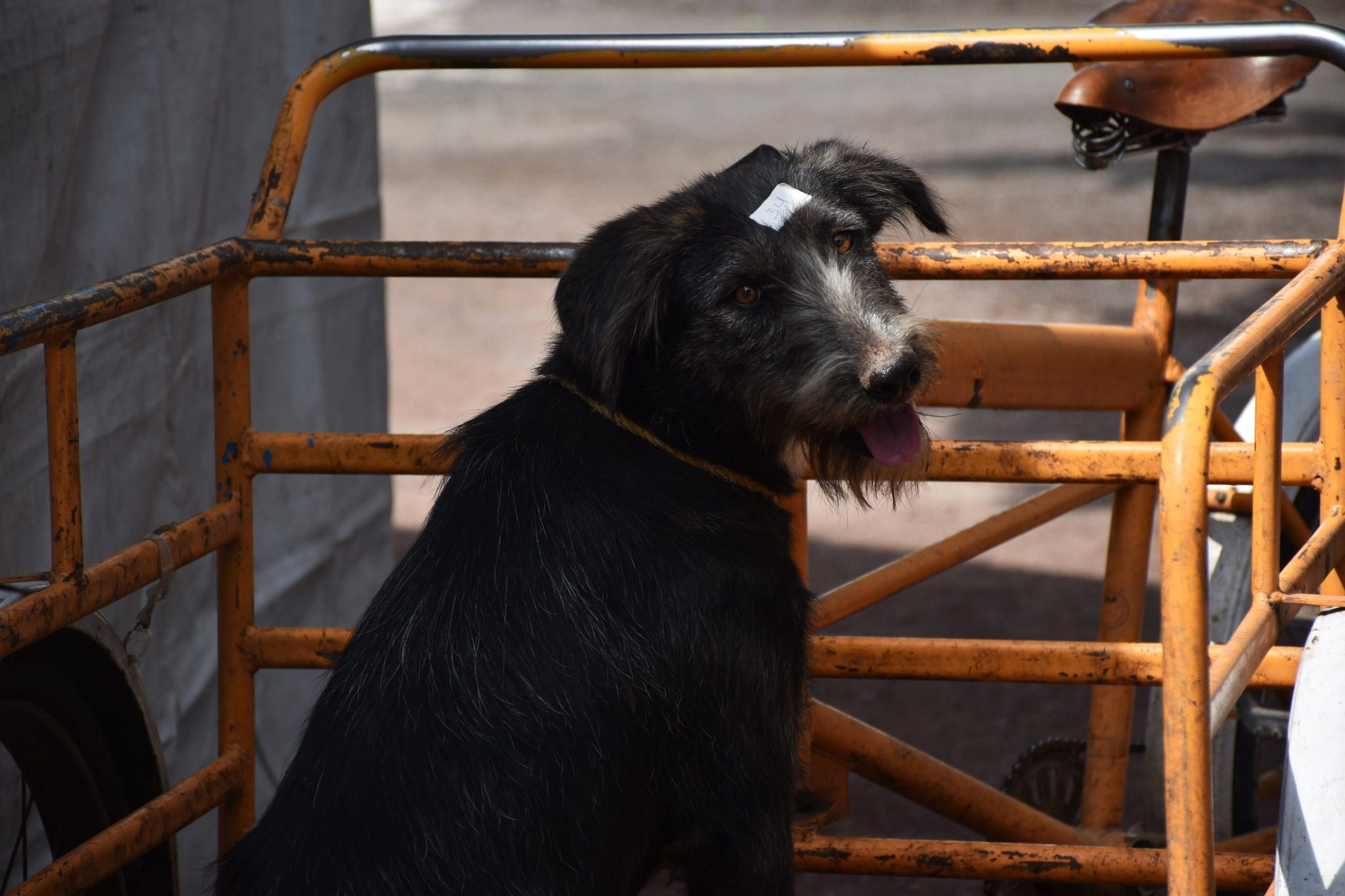 1698180441 967 Con gran exito concluyo la Jornada de Esterilizacion Gratuita en