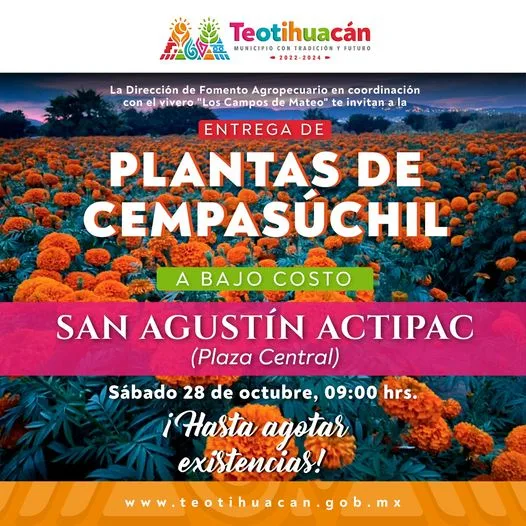 1698346094 Plantas de Cempasuchil a bajo costo jpg