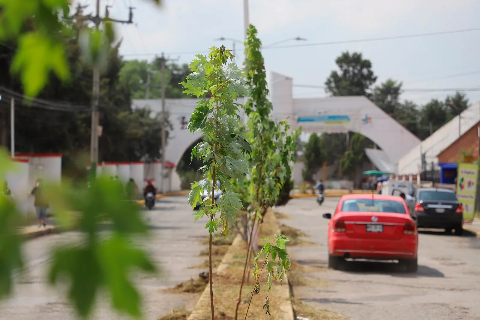 1698355428 Continuamos con nuestra jornada de Reforestacion de espacios publicos en jpg