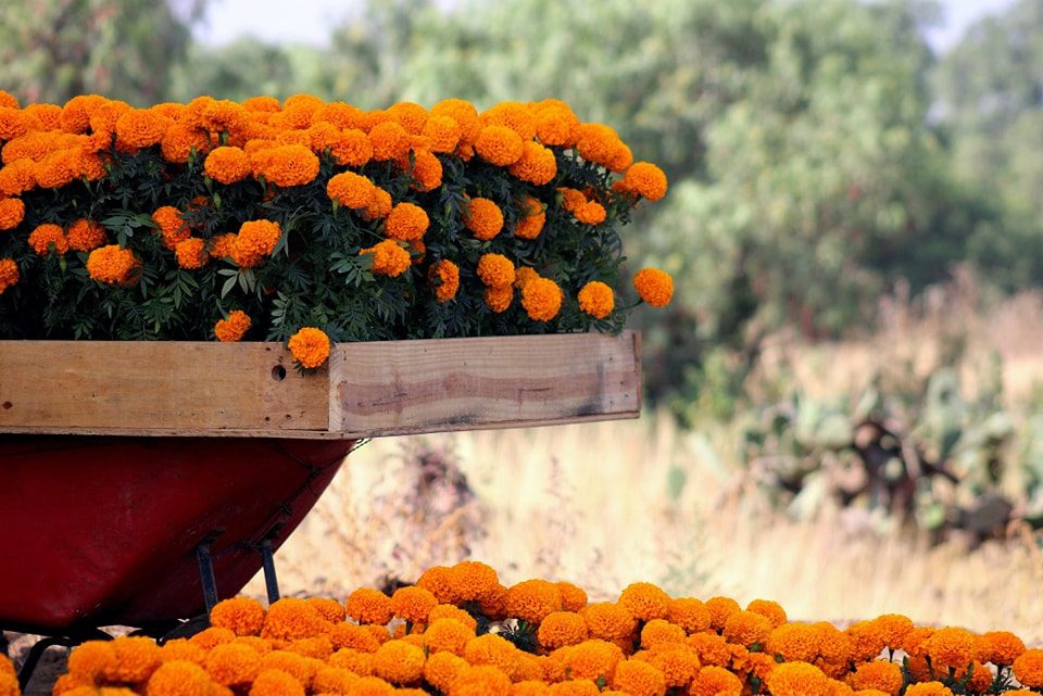 1698411376 405 ¡Celebremos el Dia de Muertos con frutas frescas de temporada