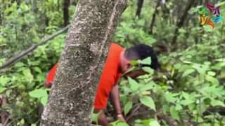 Superamos la meta mas de 14 mil arboles plantados ¡Muchas