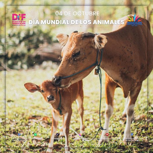 ¡Celebremos juntos el Dia Mundial de los Animales