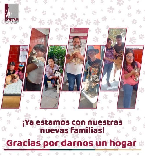 ¡¡Ya tienen familia Perritos y gatitos que teniamos con nosotros