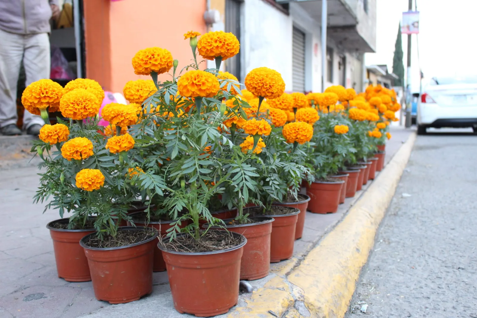 1699046948 Recuerda que puedes encontrar diferentes productos de temporada de DiaDeMuertos scaled