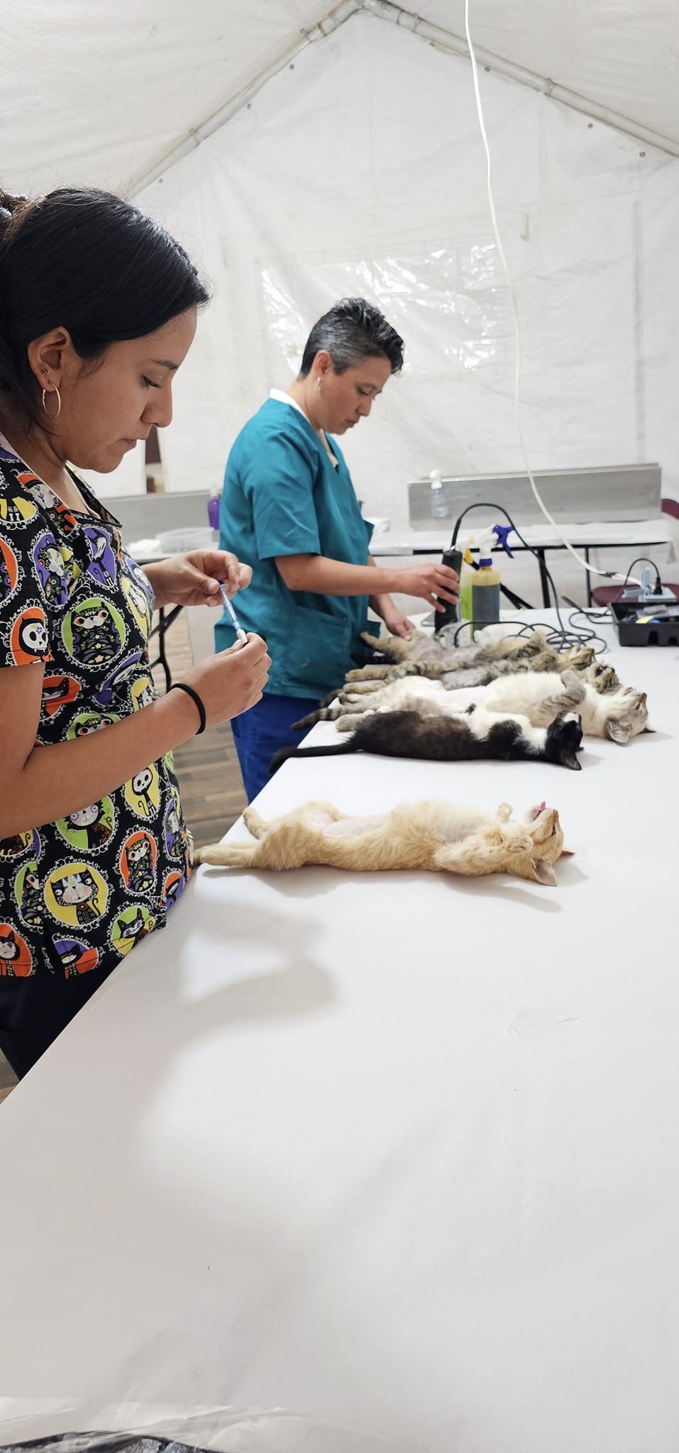 1699122149 950 Jornada de Esterilizacion Canina y Felina