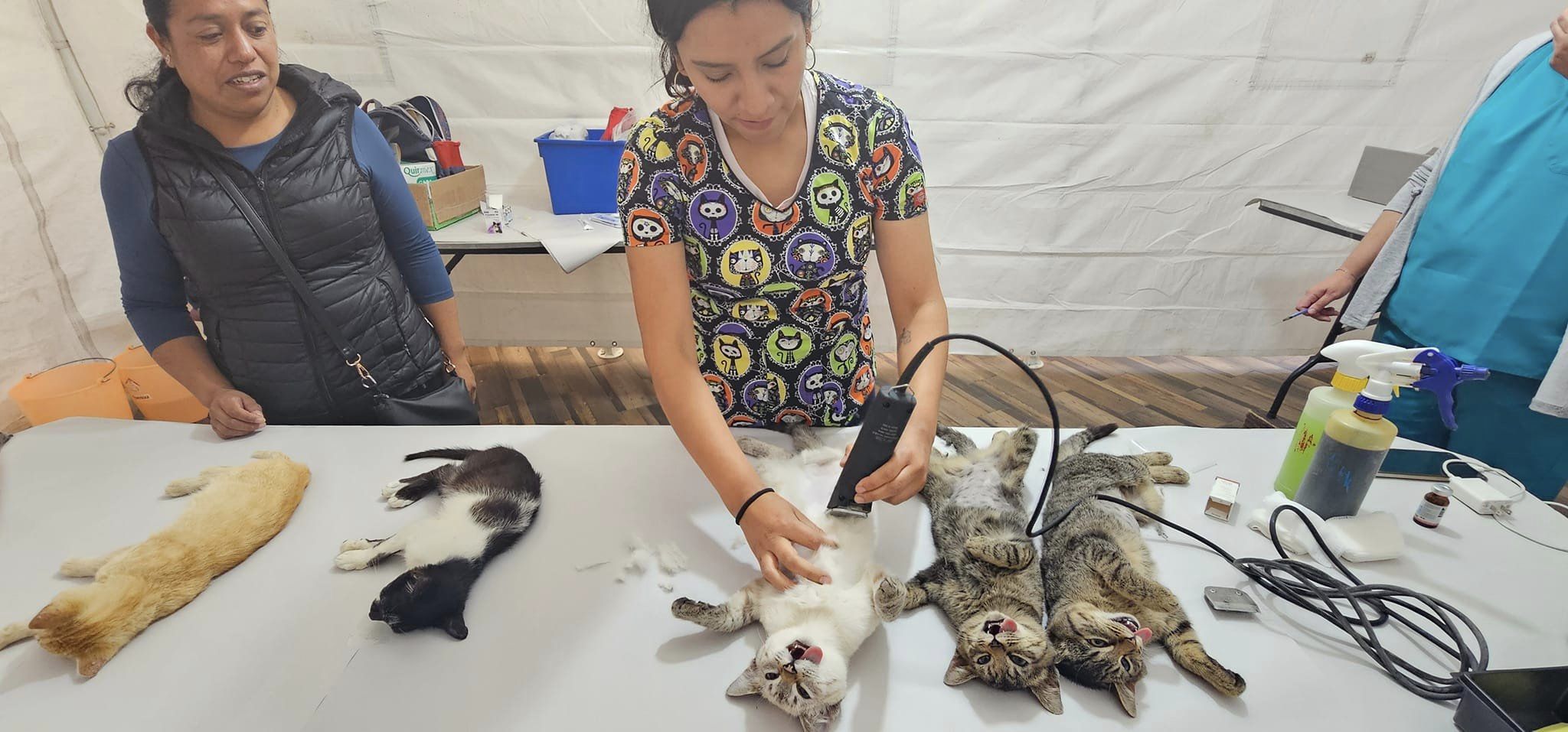 1699122155 104 Jornada de Esterilizacion Canina y Felina