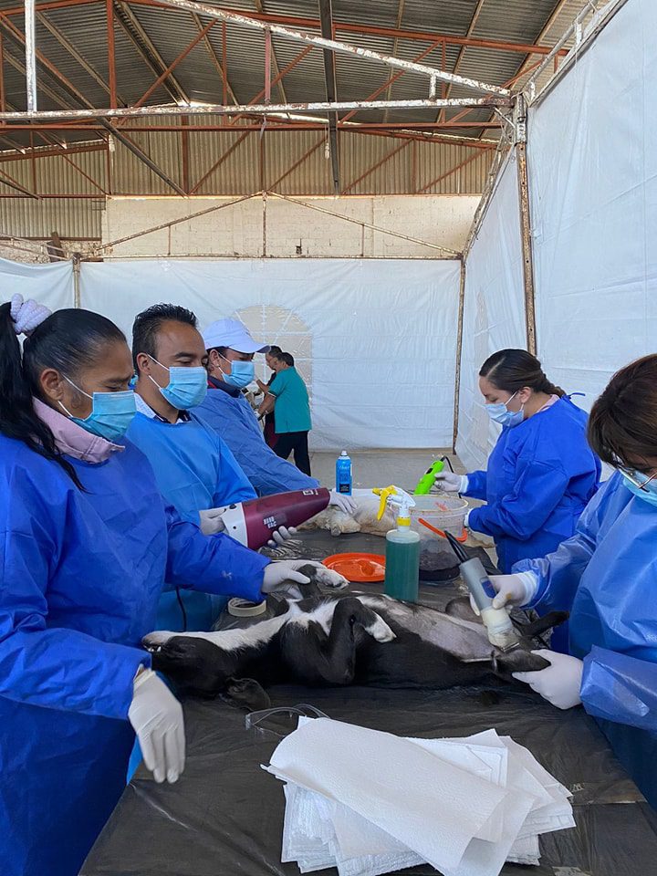 1699399325 316 Se llevo a cabo la Jornada de Esterilizacion Canina y