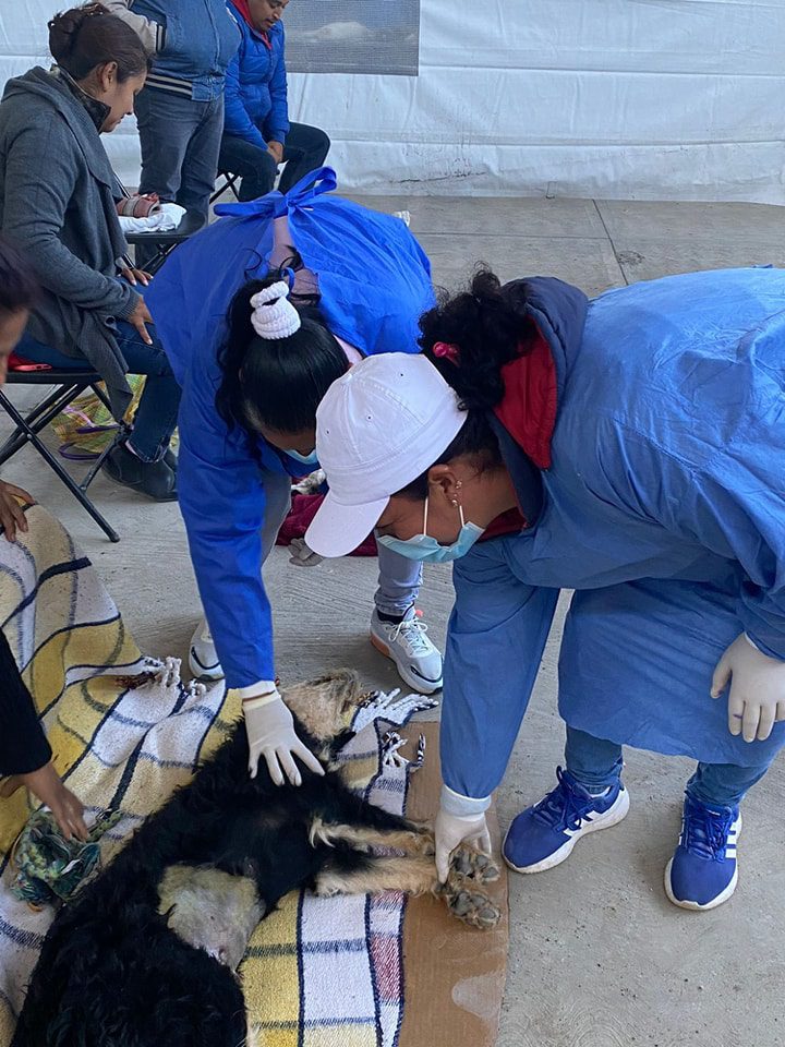 1699399342 595 Se llevo a cabo la Jornada de Esterilizacion Canina y