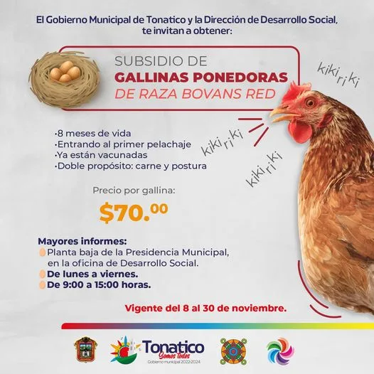 1699481899 Aprovecha la oportunidad de obtener gallinas ponedoras en subsidio PasaLaVoz jpg