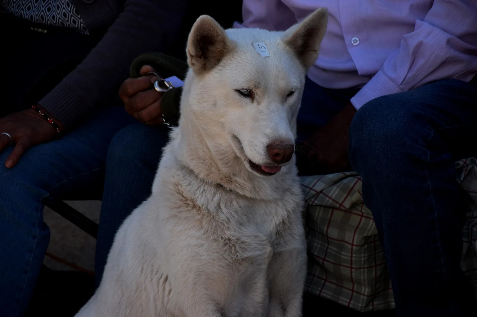 1699485042 Las jornadas de esterilizacion gratuita realizadas en las comunidades de scaled