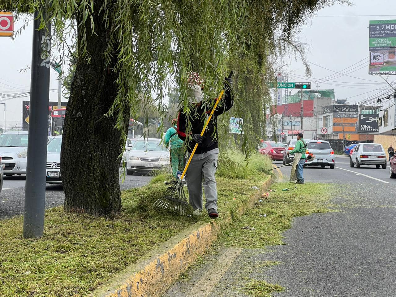 1699898392 277 Toma precauciones La Direccion de Metepec Servicios Publicos realiza poda