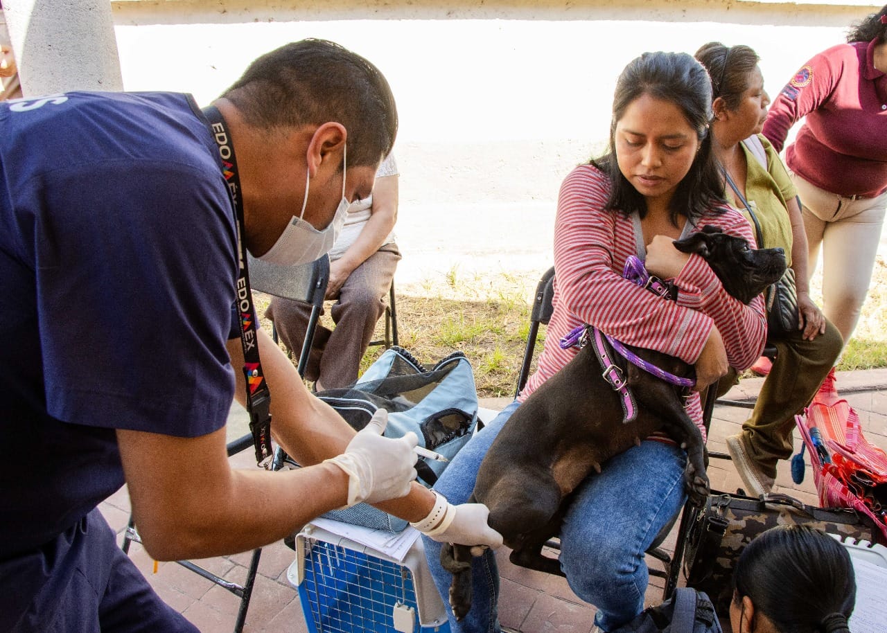 1699913910 190 CON LAS JORNADAS CANINAS Y FELINAS GOBIERNO DE CHIMALHUACAN LLEGA