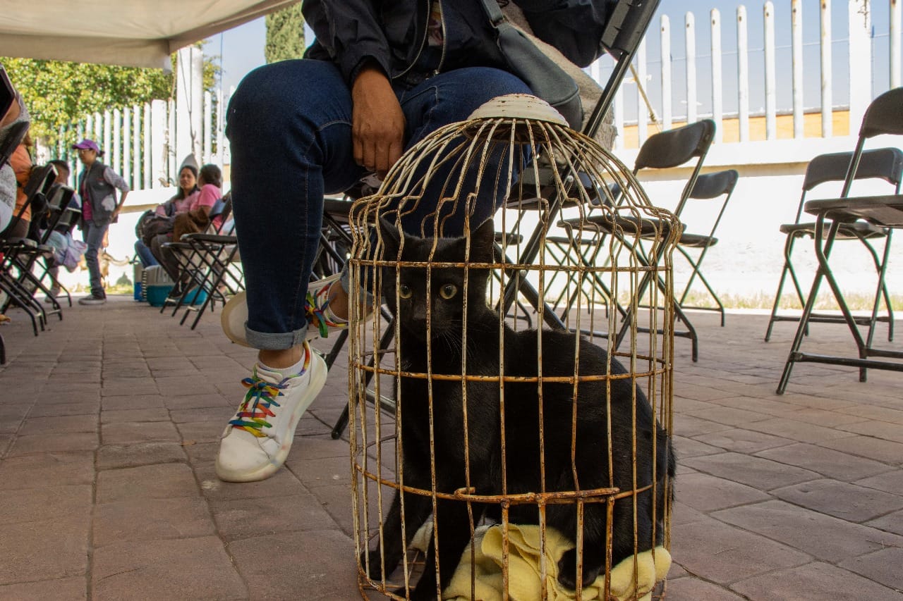 1699913915 757 CON LAS JORNADAS CANINAS Y FELINAS GOBIERNO DE CHIMALHUACAN LLEGA