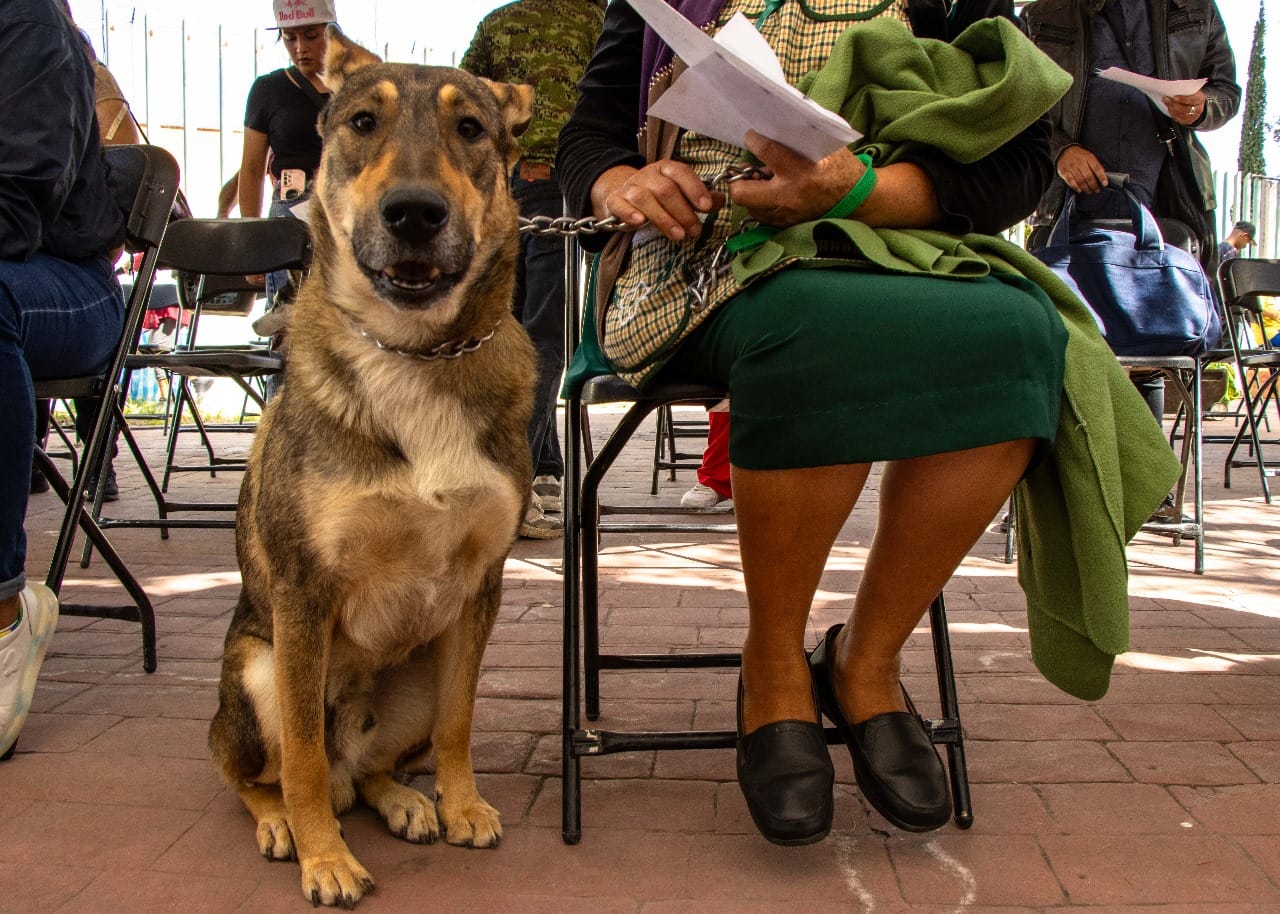 1699913921 552 CON LAS JORNADAS CANINAS Y FELINAS GOBIERNO DE CHIMALHUACAN LLEGA