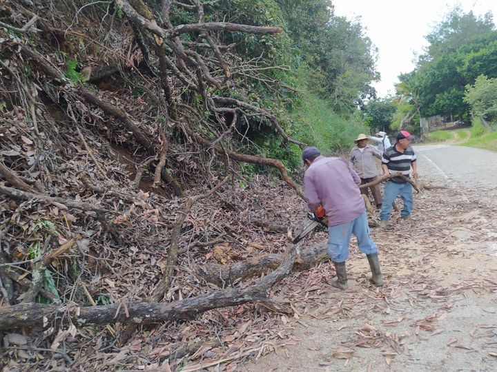 1699995189 Personal del area de proteccion civil realizan el retiro de