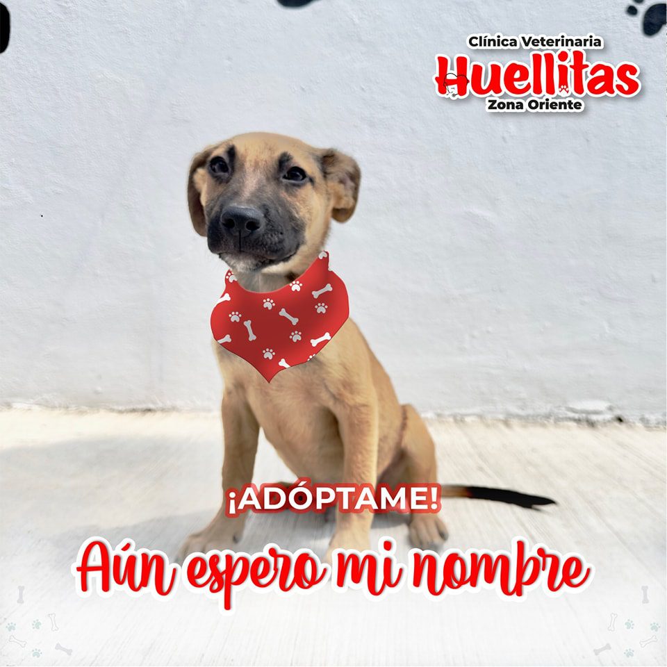 1700077314 952 Conoce a estos adorables perritos que buscan un hogar se