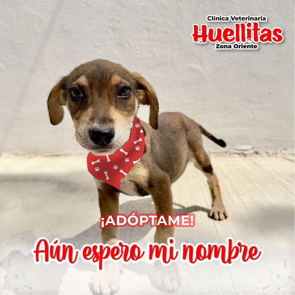 1700077326 511 Conoce a estos adorables perritos que buscan un hogar se