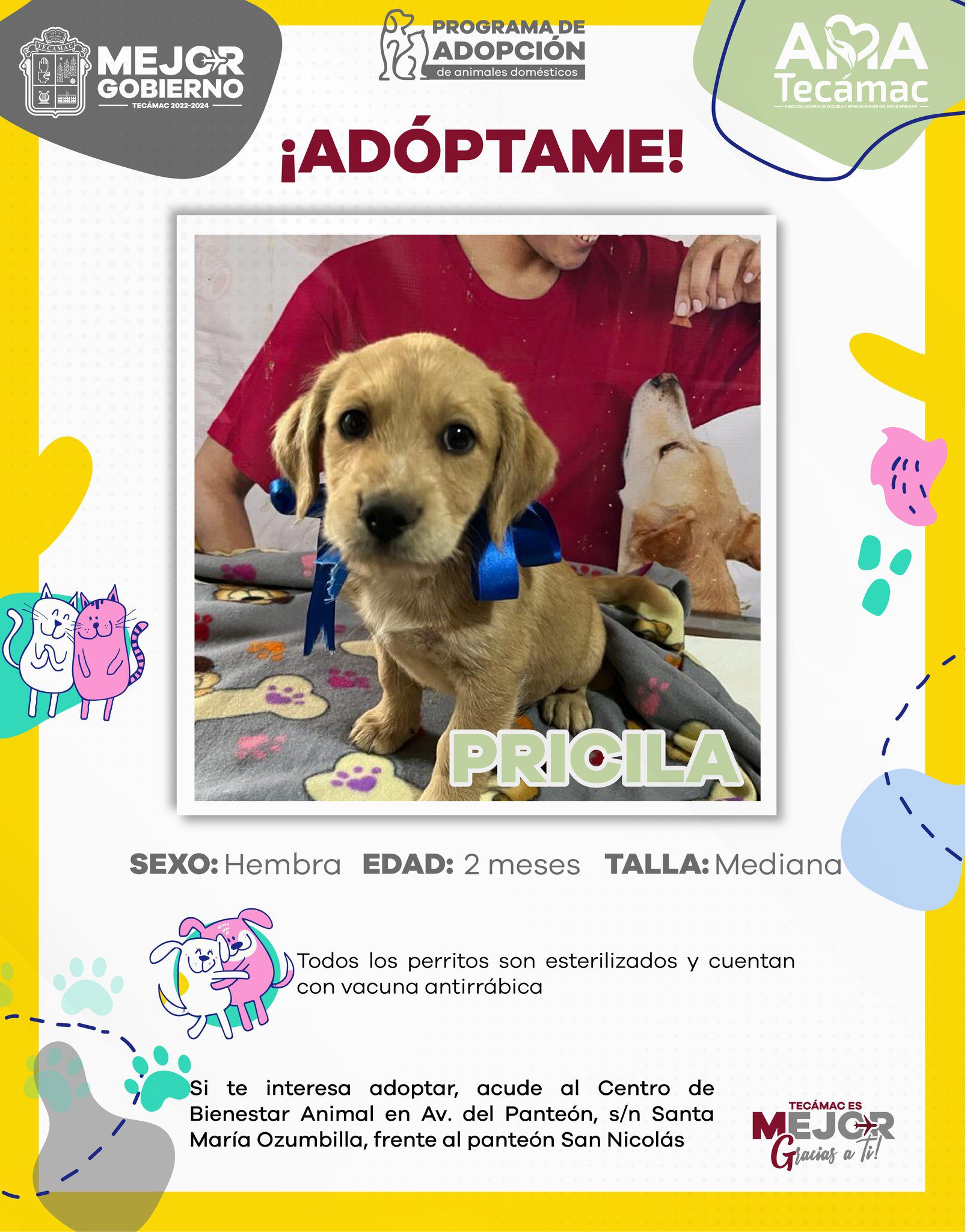 1700149527 711 ¡AdoptaNoCompres Estos perritos y gatitos se merecen un hogar Requisitos