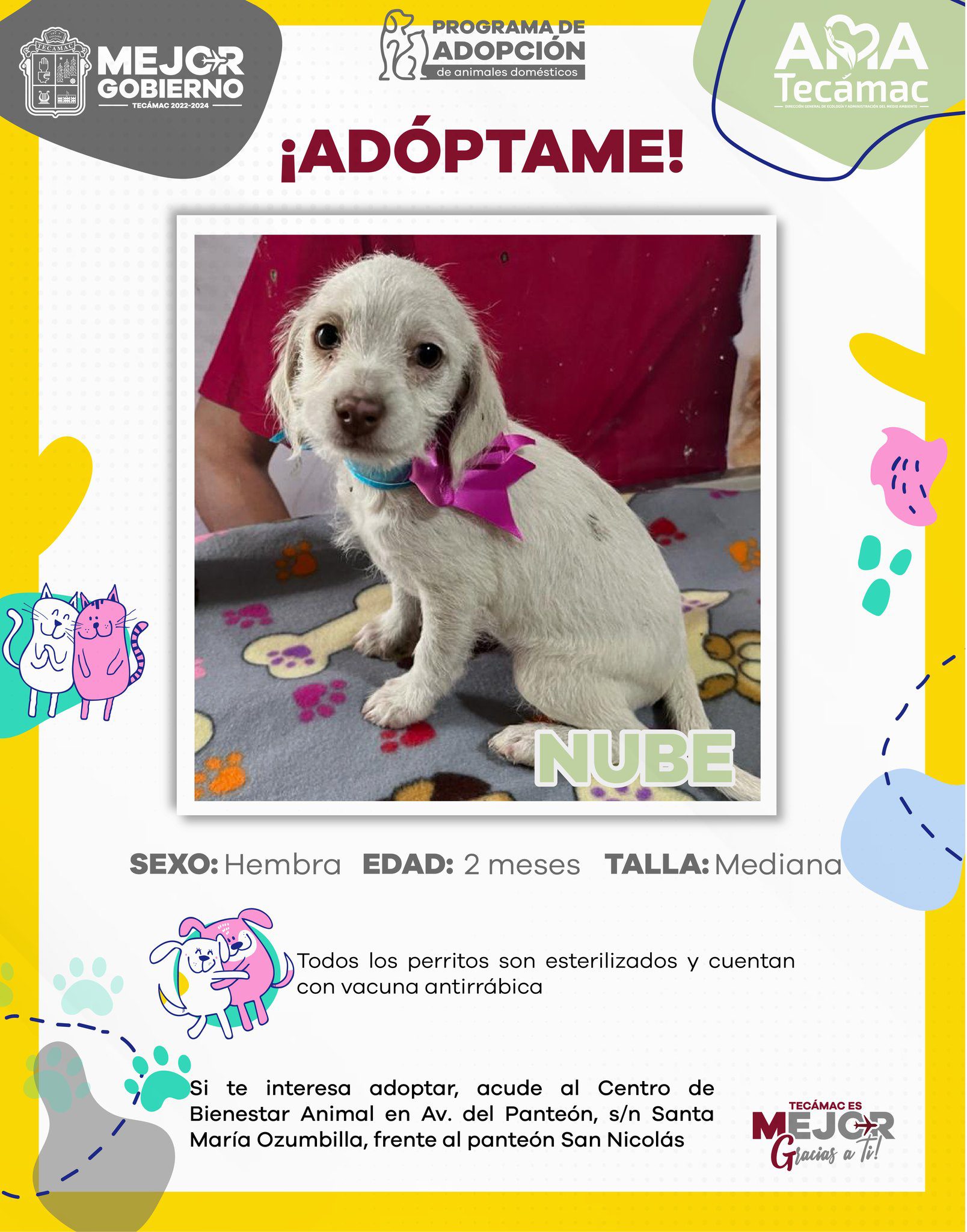 1700149534 677 ¡AdoptaNoCompres Estos perritos y gatitos se merecen un hogar Requisitos