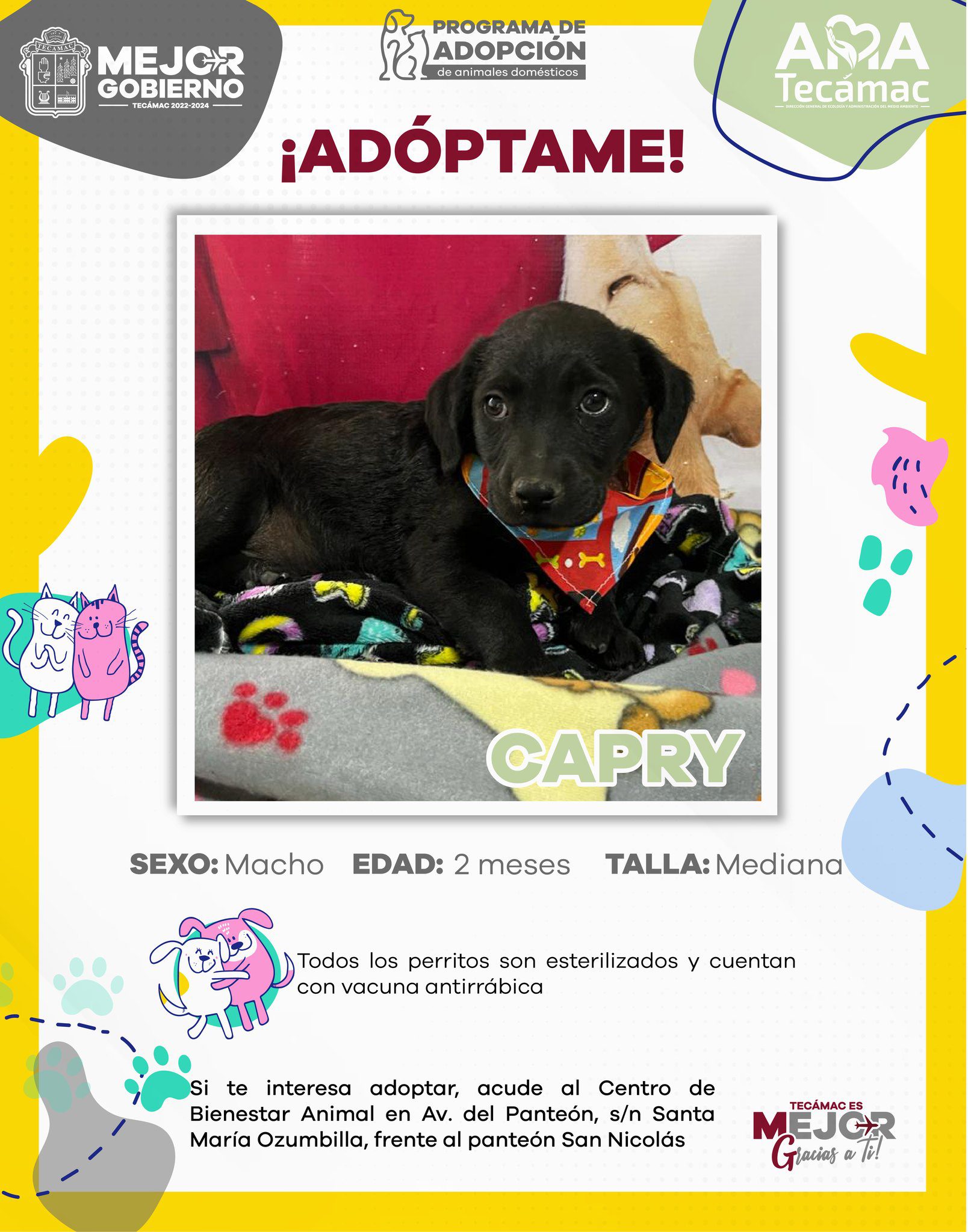 1700149546 401 ¡AdoptaNoCompres Estos perritos y gatitos se merecen un hogar Requisitos