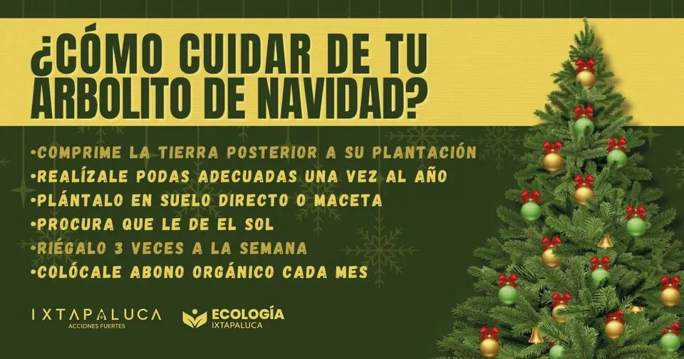 1700660786 ¿Adquiriste un arbolito de navidad Checa la informacion del posteo jpg