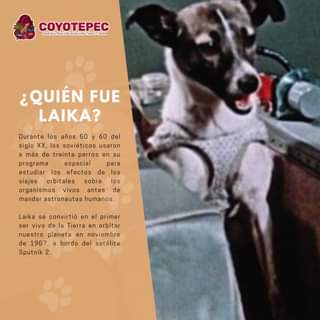 II ¿𝐐𝐔𝐈𝐄𝐍 𝐅𝐔𝐄 𝐋𝐀𝐈𝐊𝐀 Laika fue enviada al espacio el