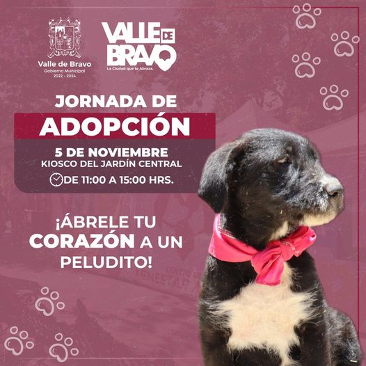 ¡Las y los invitamos a nuestra Jornada de Adopcion Canina