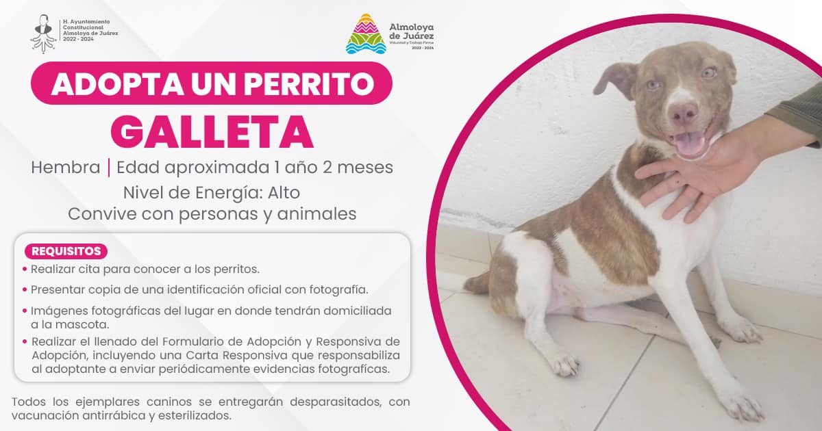 1701729412 201 Vecinas y vecinos les compartimos algunas ventajas de adoptar una