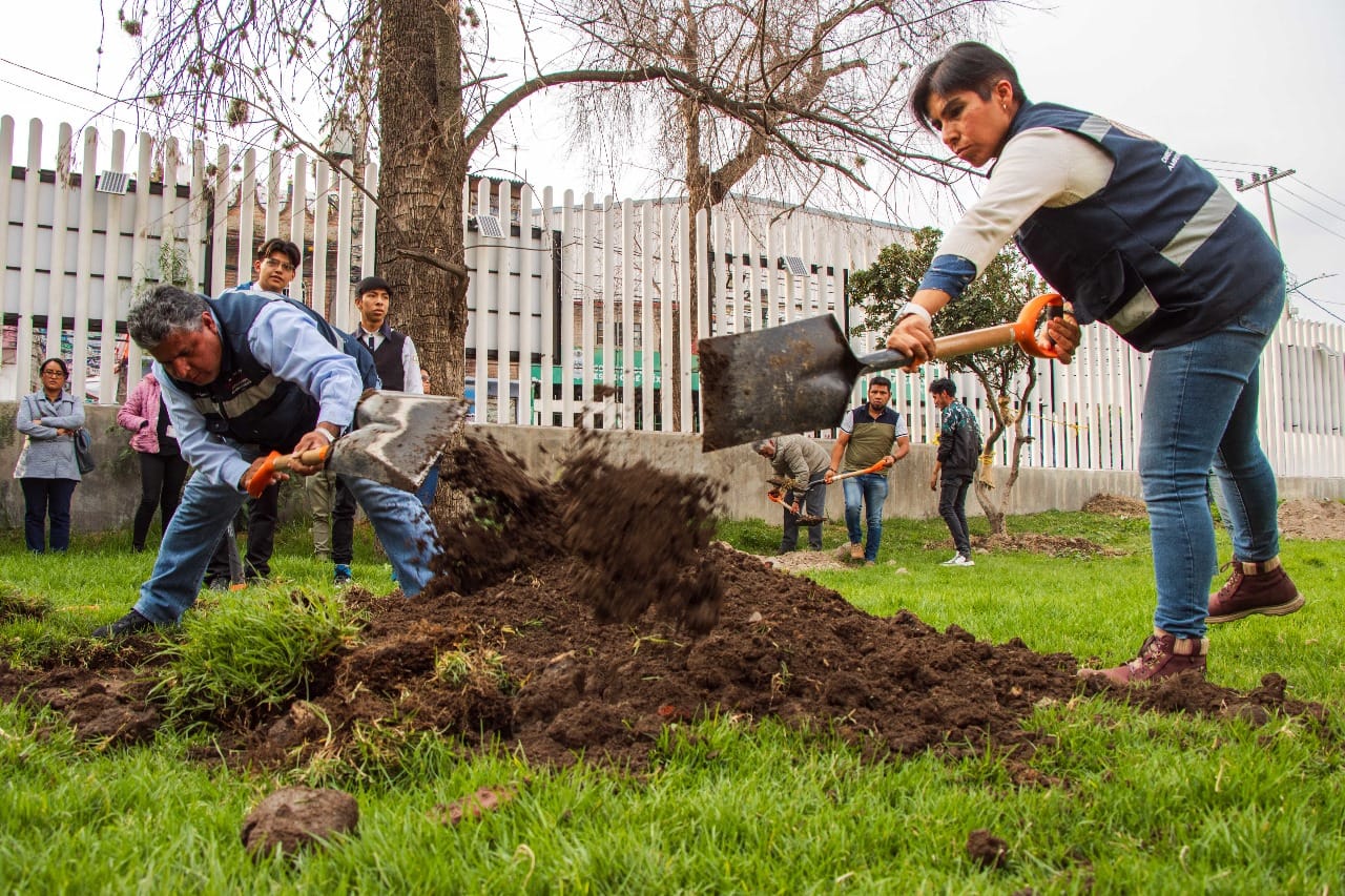 1701782422 269 PRESIDENTA XOCHITL FLORES JIMENEZ PLANTA ARBOL DE OLIVO COMO SIGNO