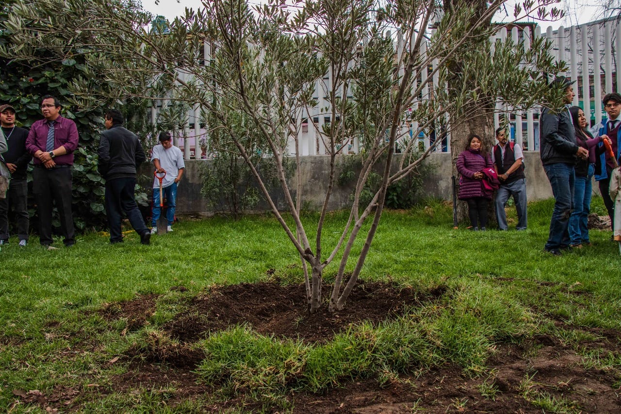 1701782429 456 PRESIDENTA XOCHITL FLORES JIMENEZ PLANTA ARBOL DE OLIVO COMO SIGNO