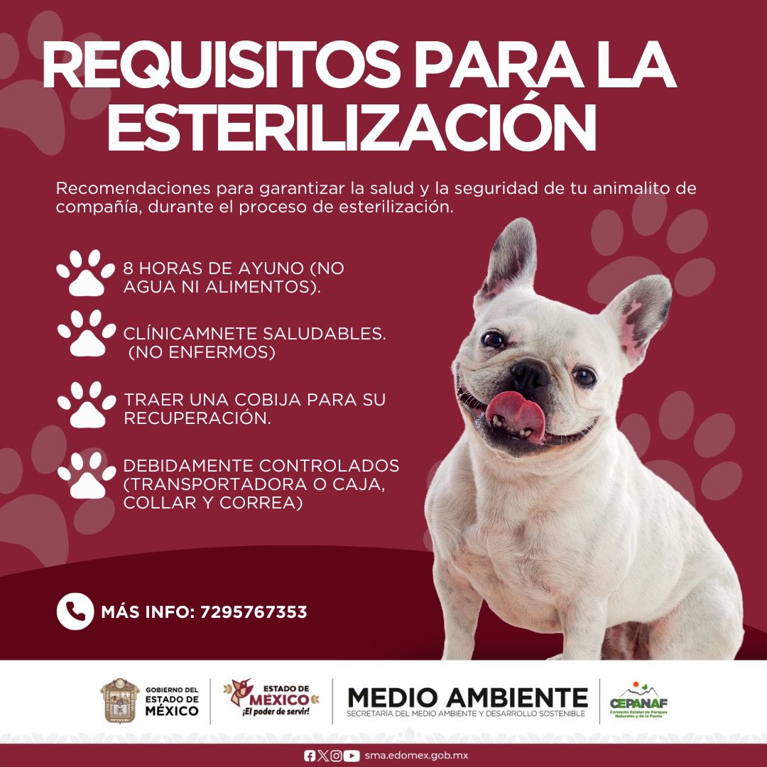 1701891688 356 ¿Ya esterilizaste a tu gatito o perrito