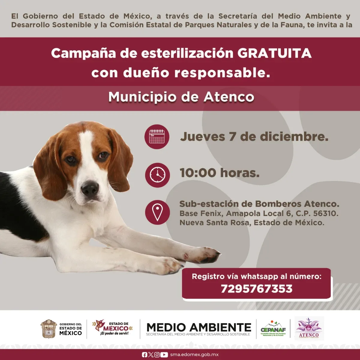 1701891697 ¿Ya esterilizaste a tu gatito o perrito jpg