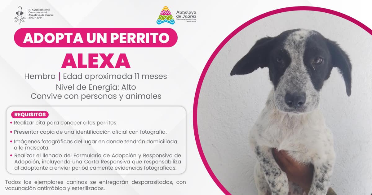 1702531948 563 Ventajas de adoptar mascotas Dale un hogar a perritos y