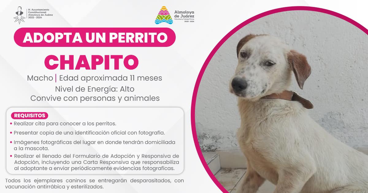 1702531963 262 Ventajas de adoptar mascotas Dale un hogar a perritos y