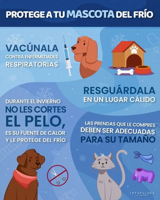 1704660607 Tus mascotas tambien sienten frio en esta temporada y tienes jpg