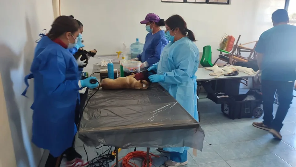 1709705999 Jornada de Esterilizacion Canina y Felina en la comunidad de jpg