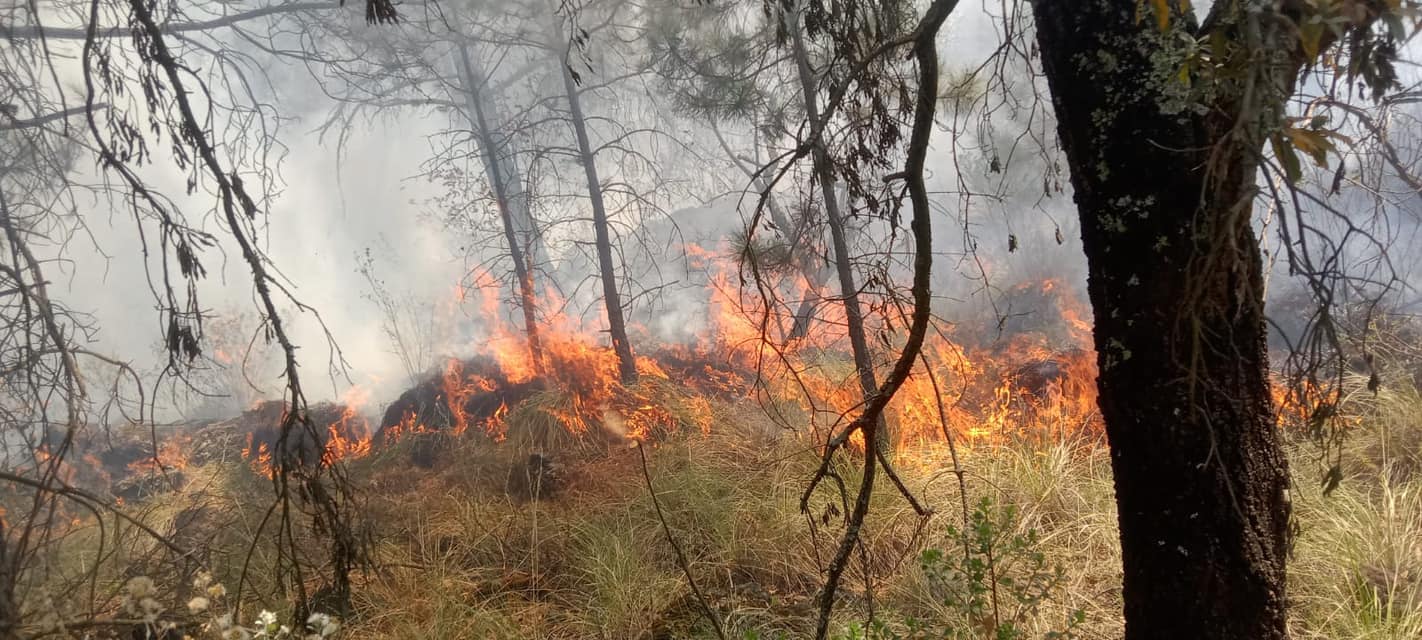 1709794756 160 El dia de hoy la brigada forestal de la Direccion