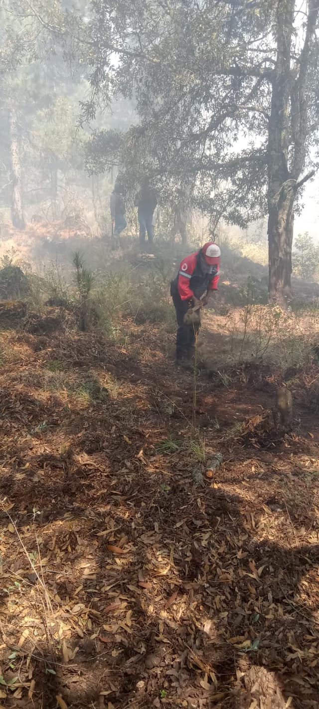 1709794756 679 El dia de hoy la brigada forestal de la Direccion