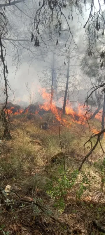 1709794766 El dia de hoy la brigada forestal de la Direccion scaled