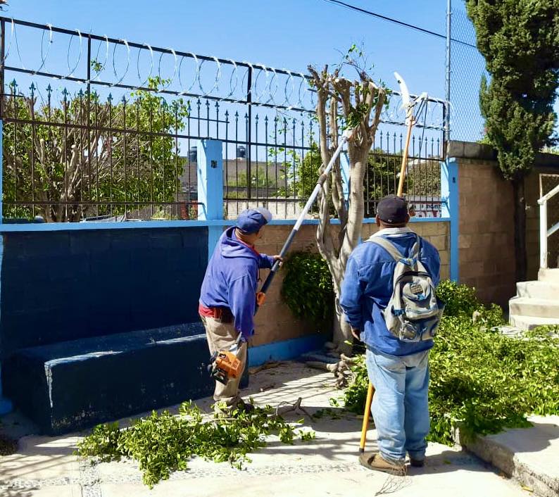 1709883581 195 Seguridad Poda de arbolado para seguridad e imagen urbana