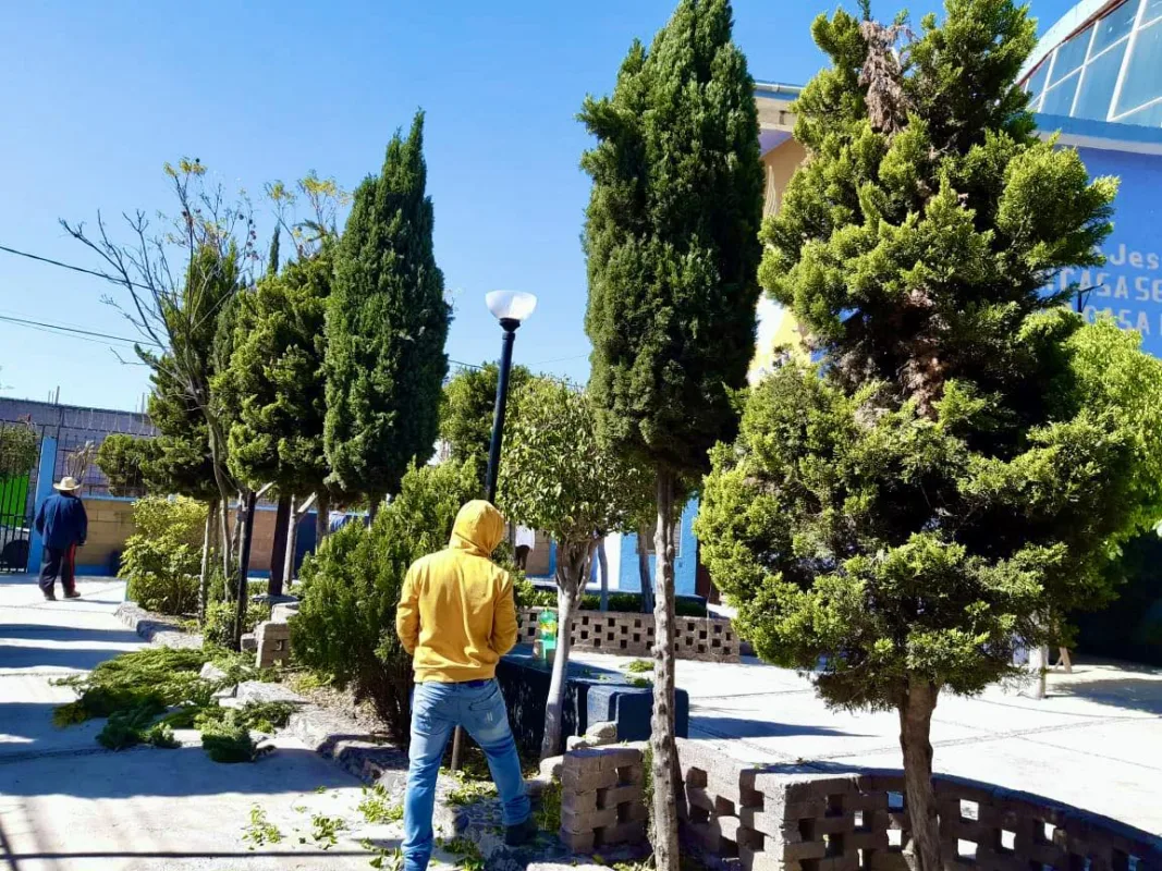 1709883582 544 Seguridad Poda de arbolado para seguridad e imagen urbana