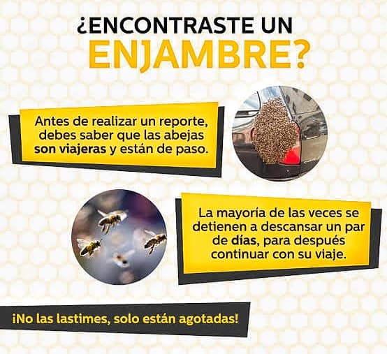 1710111630 696 ¡Temporada de migracion de abejas