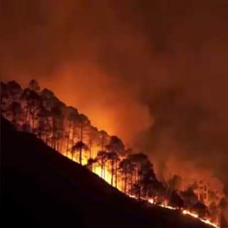 ¡Cuidemos nuestros bosques! De acuerdo con la Secretaría de Medio Ambiente y Rec