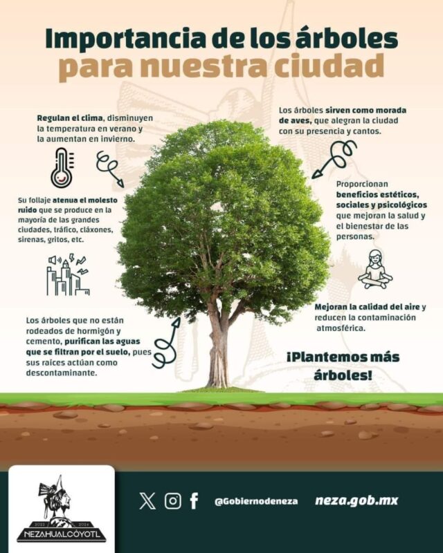 #MedioAmbiente | ¿Por qué es importante plantar árboles? Plantar un